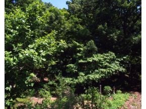 Photo #6: Lot 24 Olivet Mountain Road