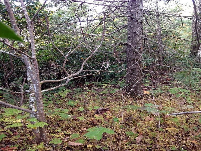 Photo #4: - Sonshine Ridge Road