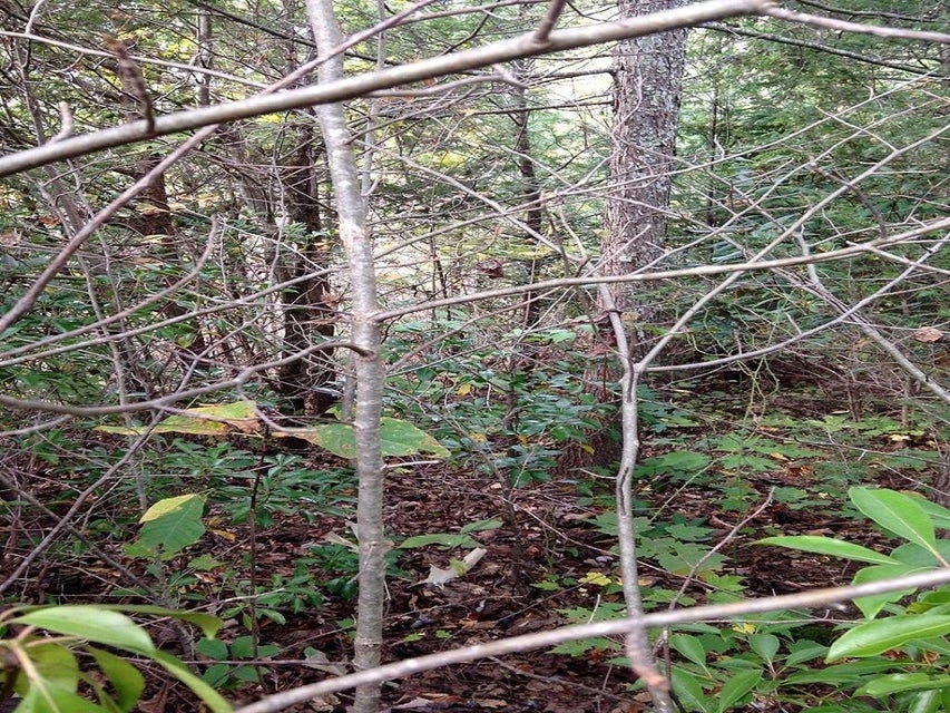 Photo #3: - Sonshine Ridge Road