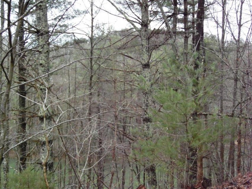 Photo #6: TBD Moody Road
