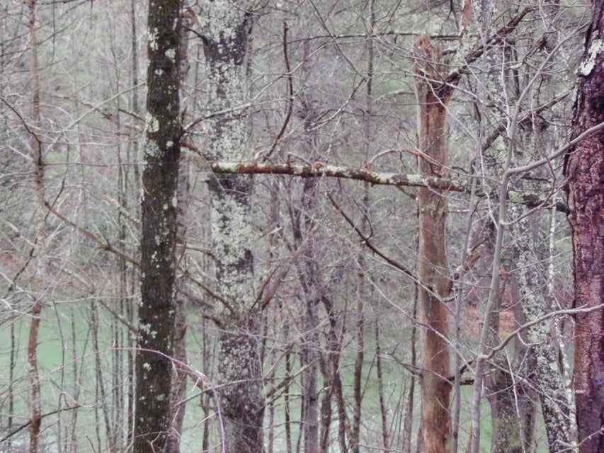 Photo #4: TBD Moody Road