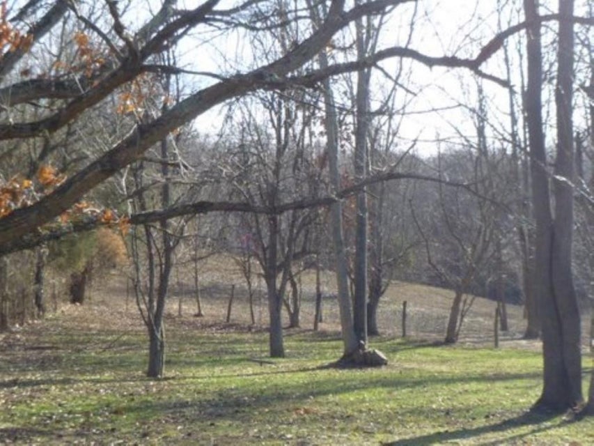 Photo #6: 847 Mitchell Road
