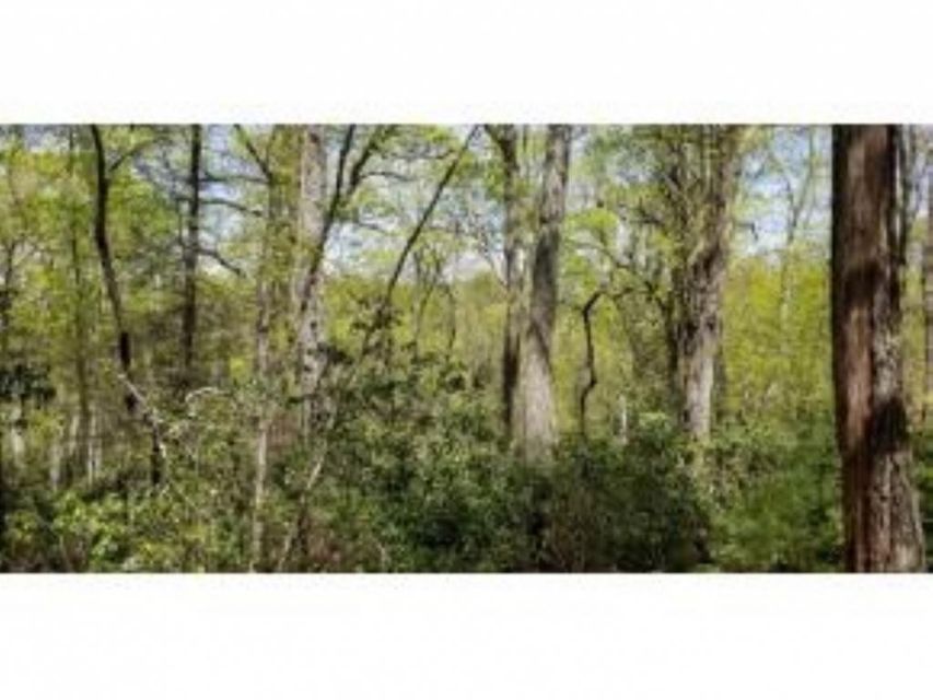 Photo #29: Tr 25 Mountain Laurel Court