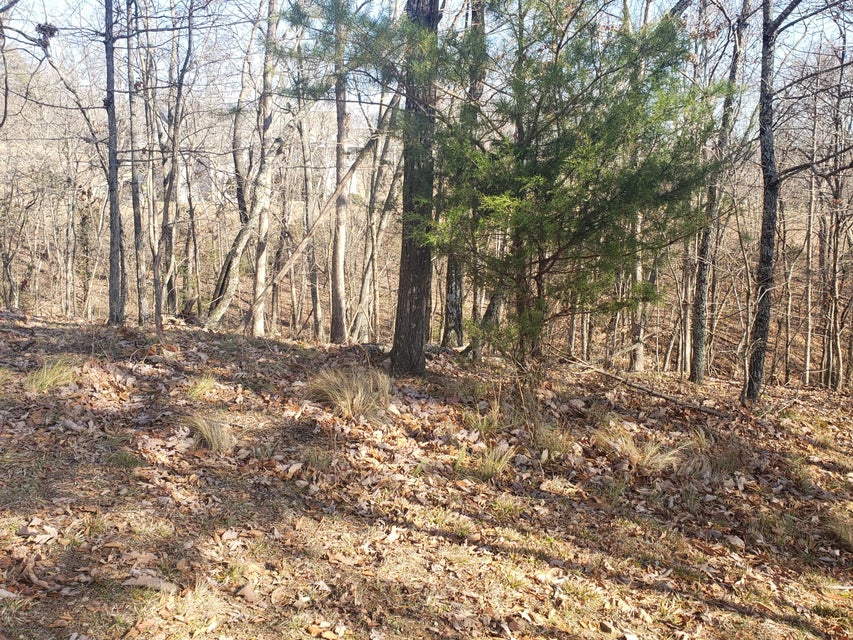 Photo #17: 8026 Mountain Ridge Drive