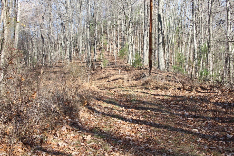 Photo #5: 000 Pinecrest Street