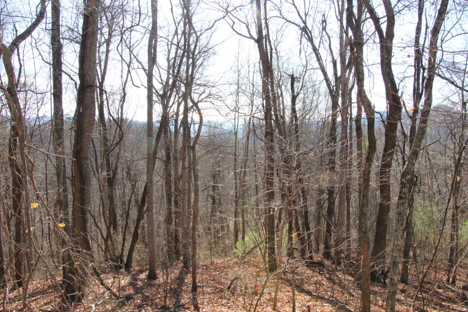 Photo #4: 000 Pinecrest Street