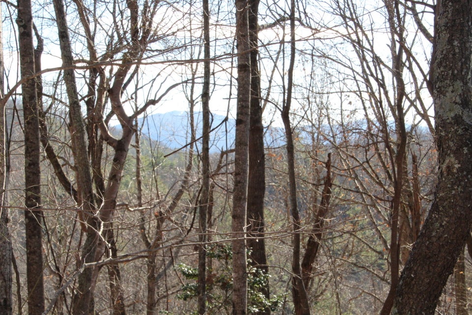 Photo #3: 000 Pinecrest Street
