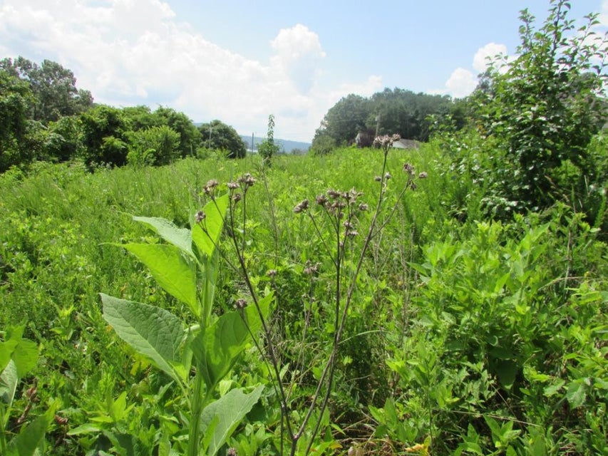 Photo #10: Lot 12 Redbird Lane