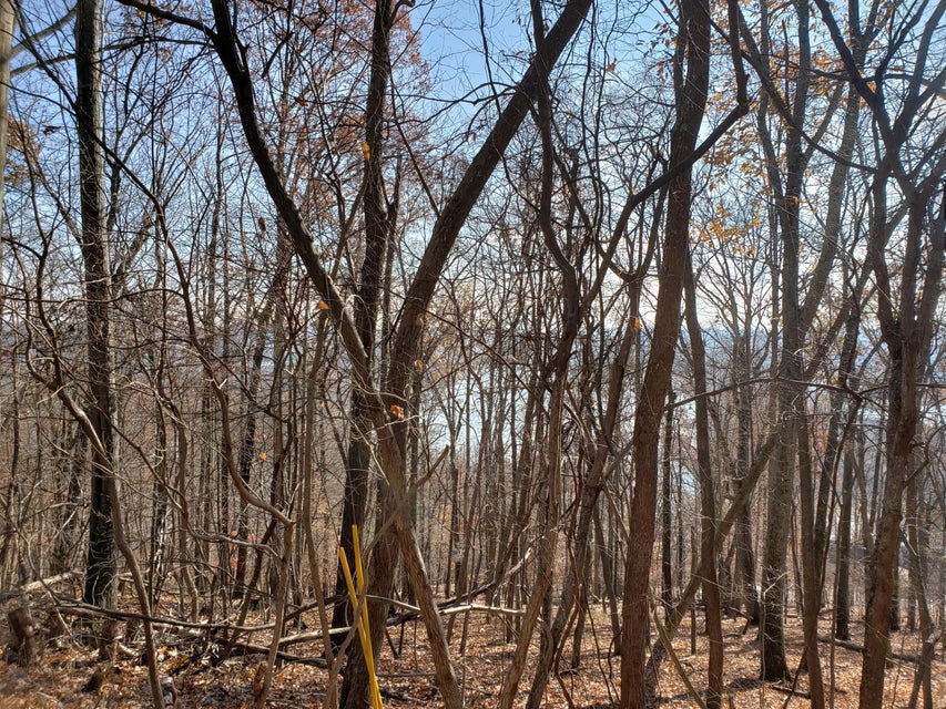 Photo #16: Lot 31 Keetoowah Drive