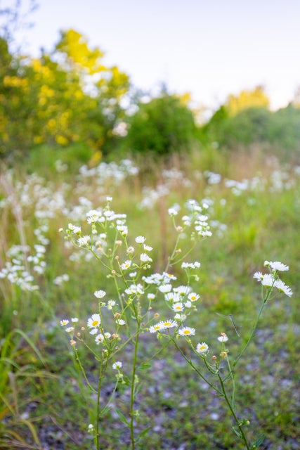 Photo #6: 259 Crussell Drive