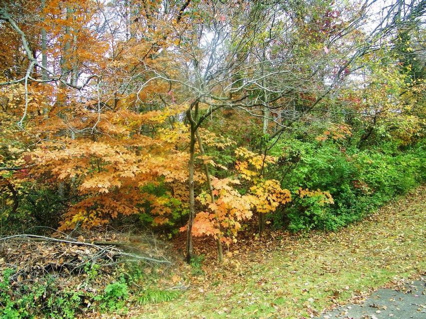 Photo #4: 1205 Sharondale Avenue