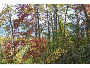 Photo #4: 000 Browns Ridge Lane, Lot #3
