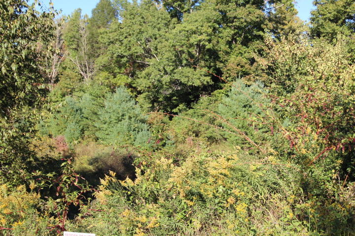 Photo #5: 000 Browns Ridge Lane, Lot #3