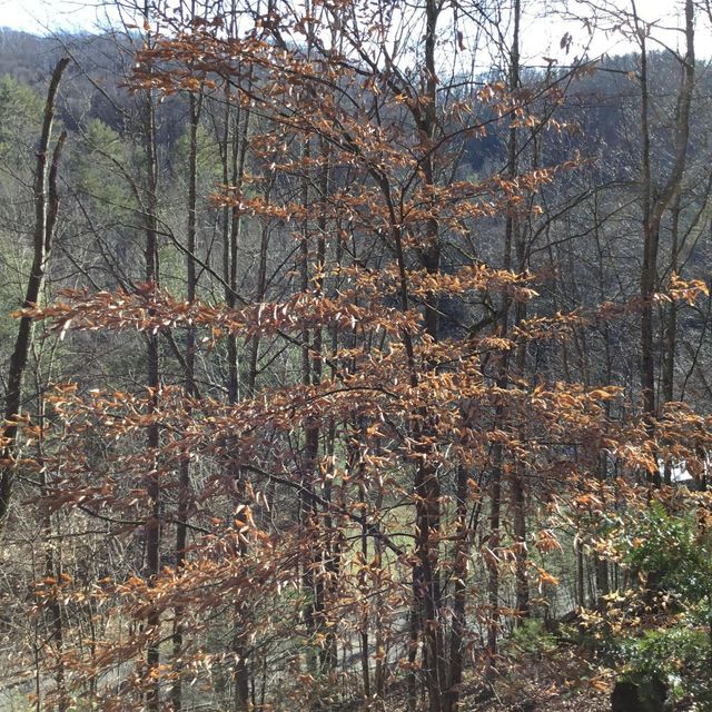 Photo #3: Tbd Big Dry Run Road