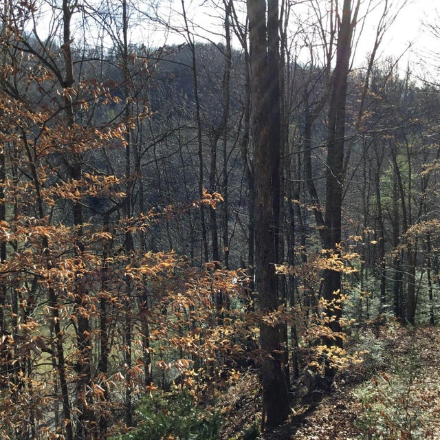Photo #6: Tbd Big Dry Run Road