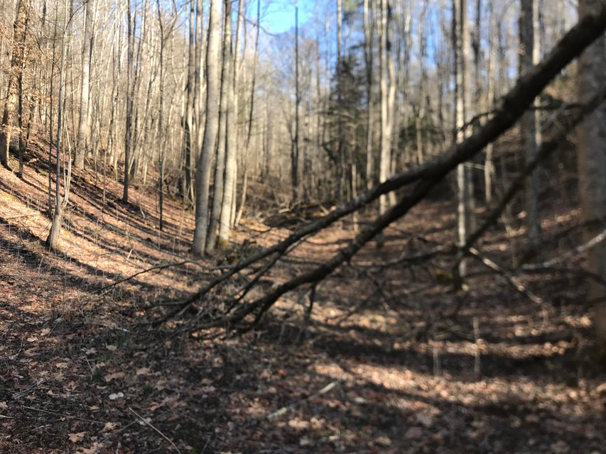Photo #4: Tbd Rhea Road