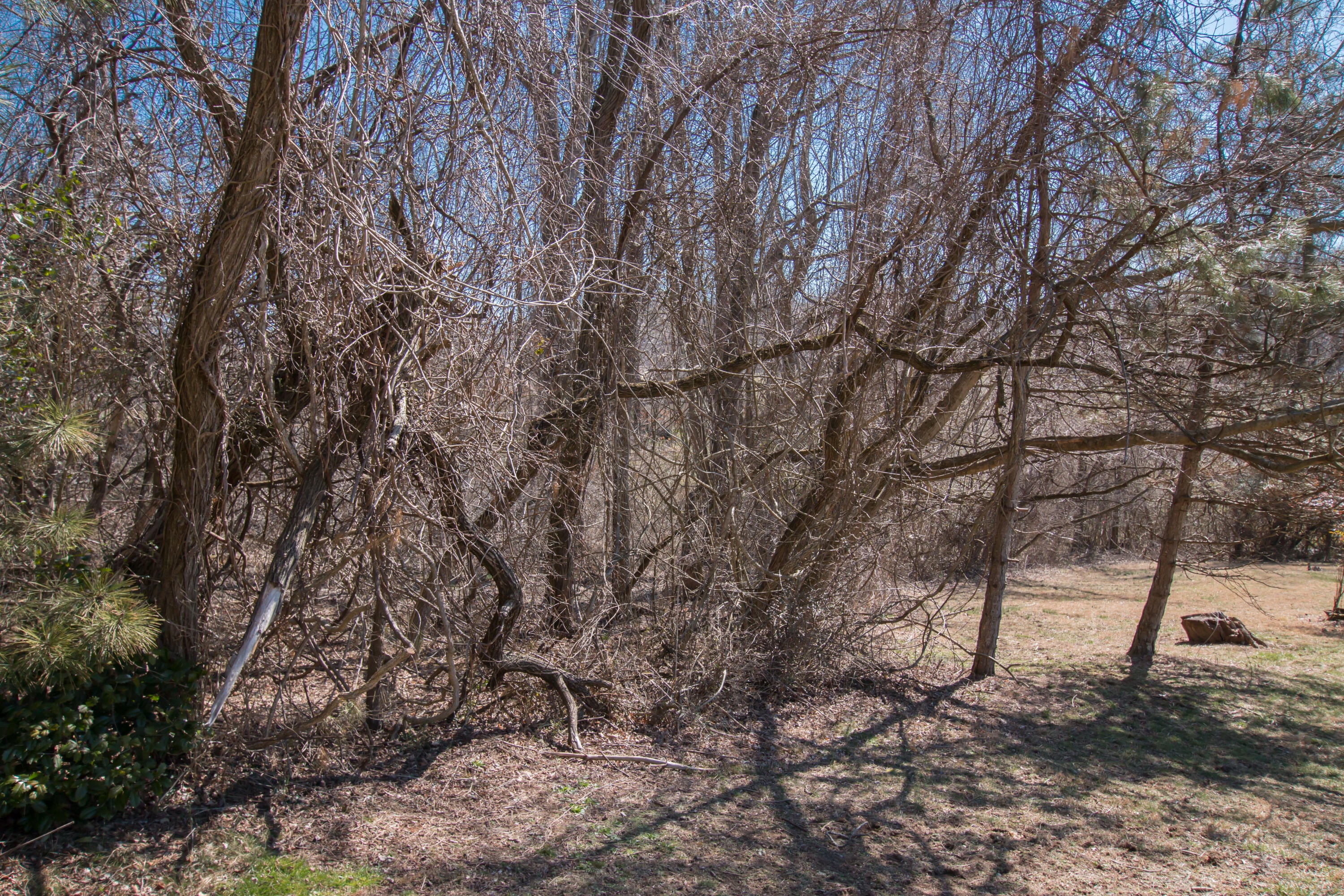 Photo #17: Tbd Glenview Drive