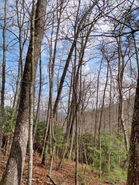Photo #17: 00 Preserve Private Drive