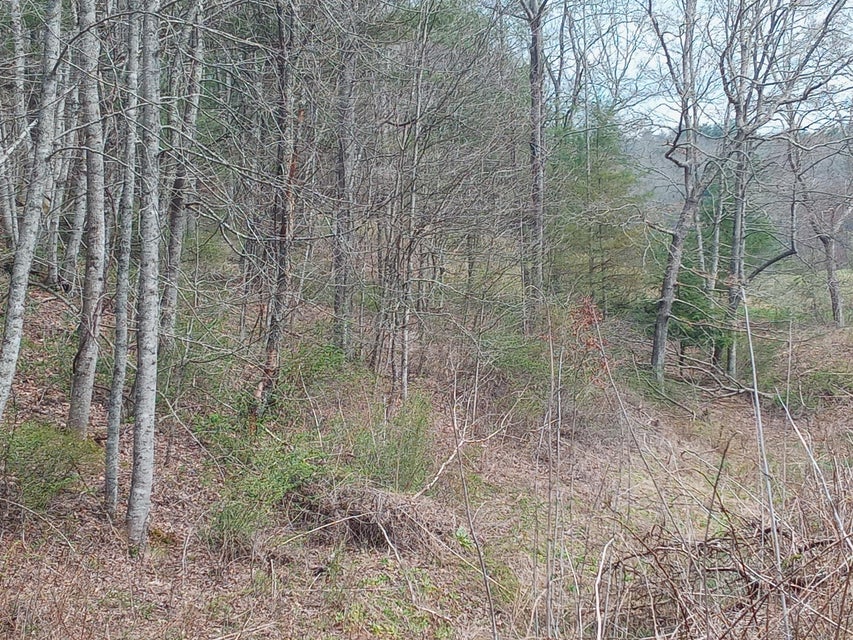 Photo #3: Tbd Wild Turkey Lane