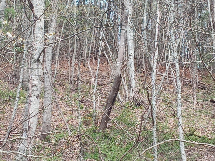 Photo #3: Tbd Ridgeview Drive