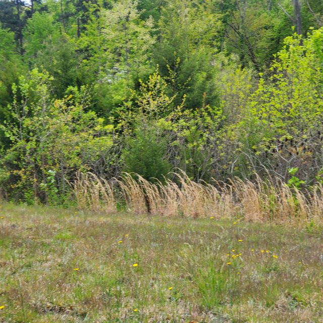 Photo #10: Lot 144 Tumbleweed Trail