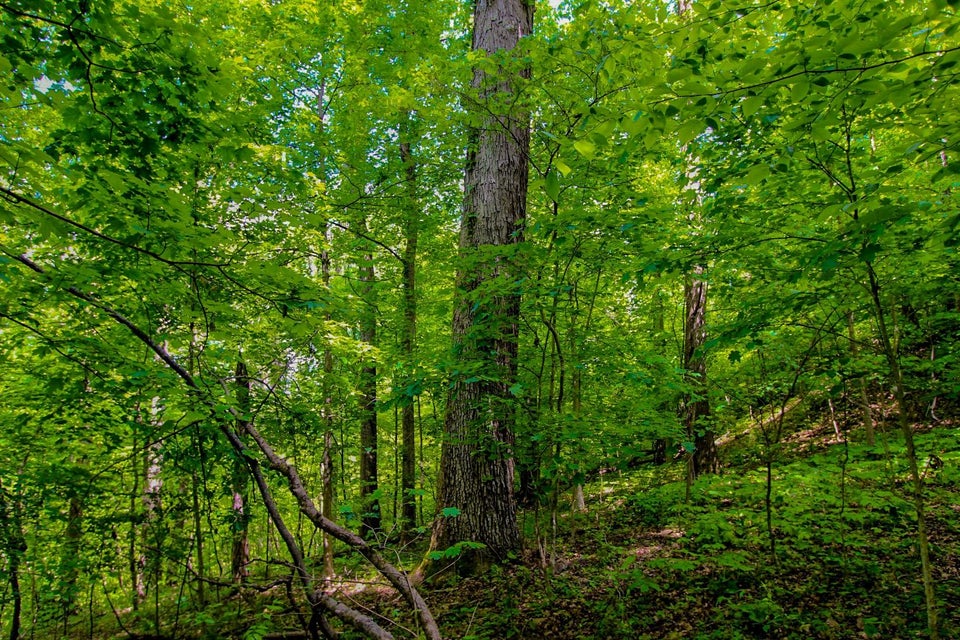 Photo #14: Lot 44-45 Cliffwood Dr