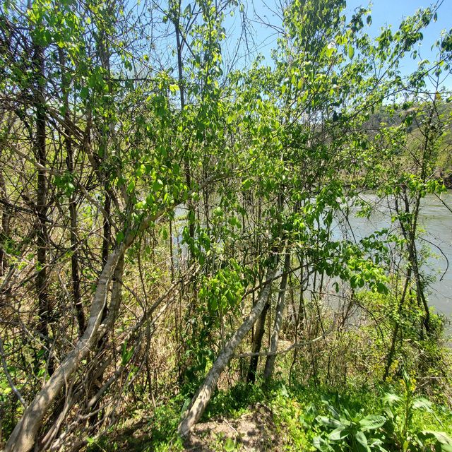 Photo #5: Lot 21 River Rapids Way