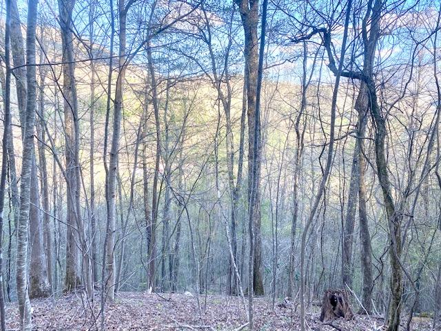Photo #23: 146 Browns Branch Road