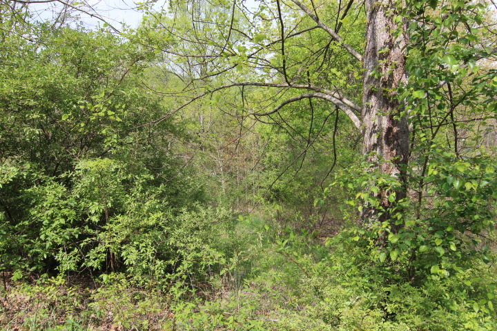 Photo #6: 000 Norris Road, Lot #19