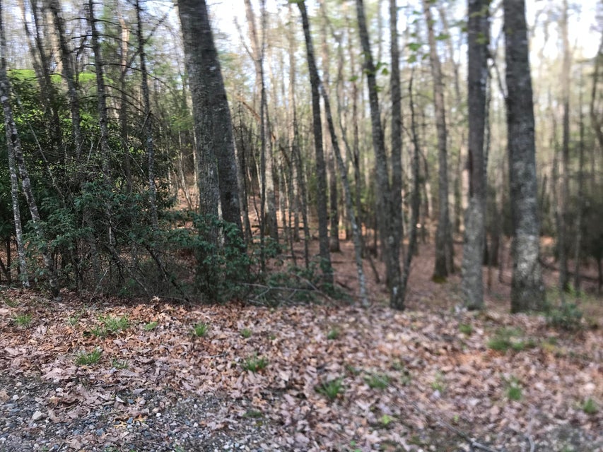 Photo #10: 00 Of Roan Creek Road