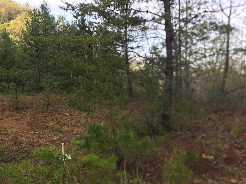 Photo #20: 00 Of Roan Creek Road