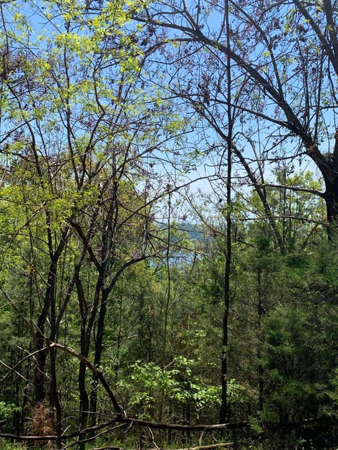 Photo #7: 9097 Paradise View Drive