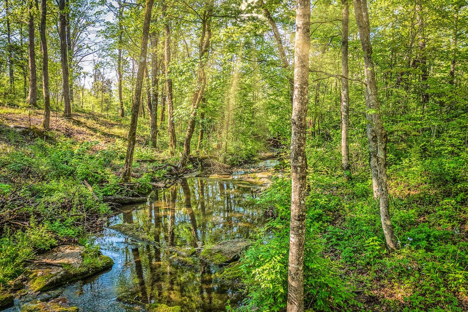 Photo #19: 5525 Spencer Hale Road