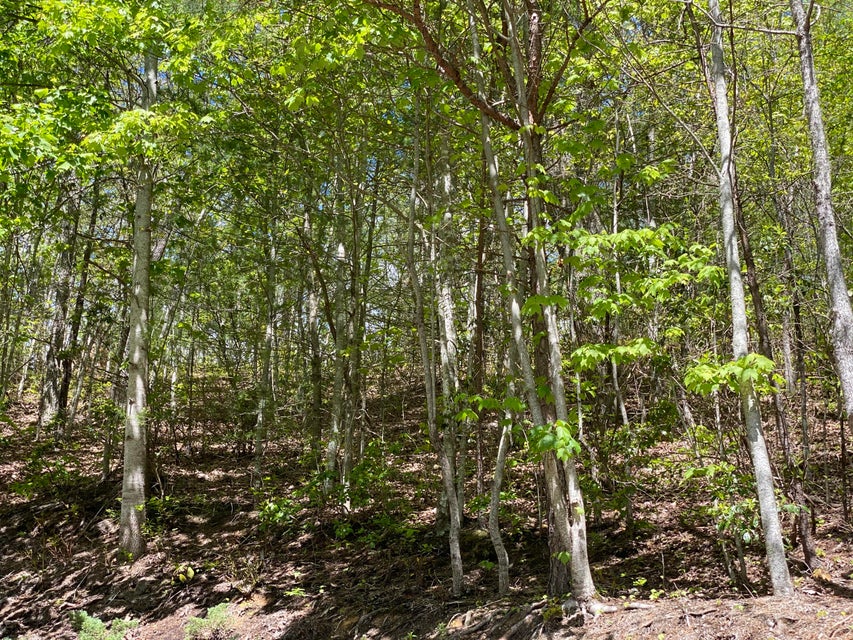 Photo #23: Lot 24 Bear Ridge Drive