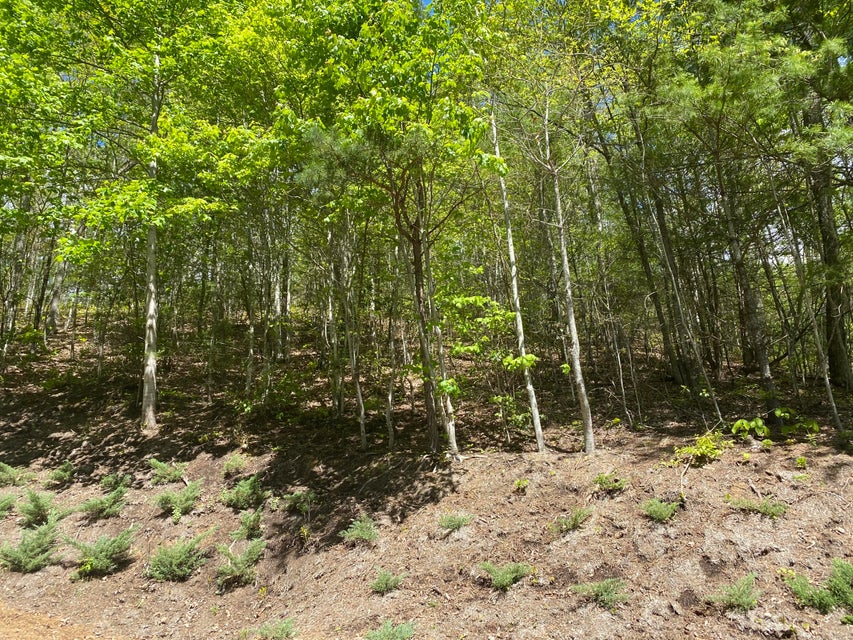 Photo #34: Lot 24 Bear Ridge Drive