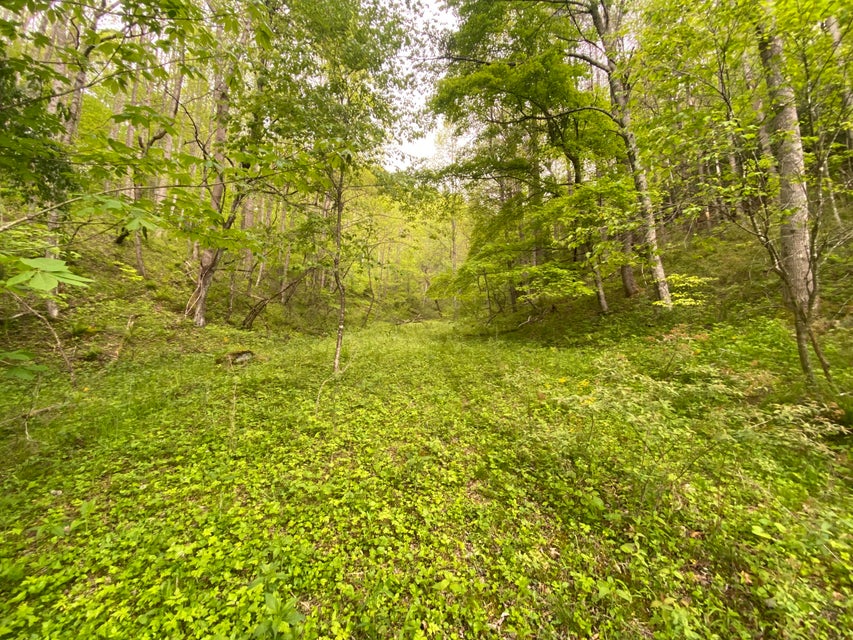 Photo #7: 280 Fall Branch Road