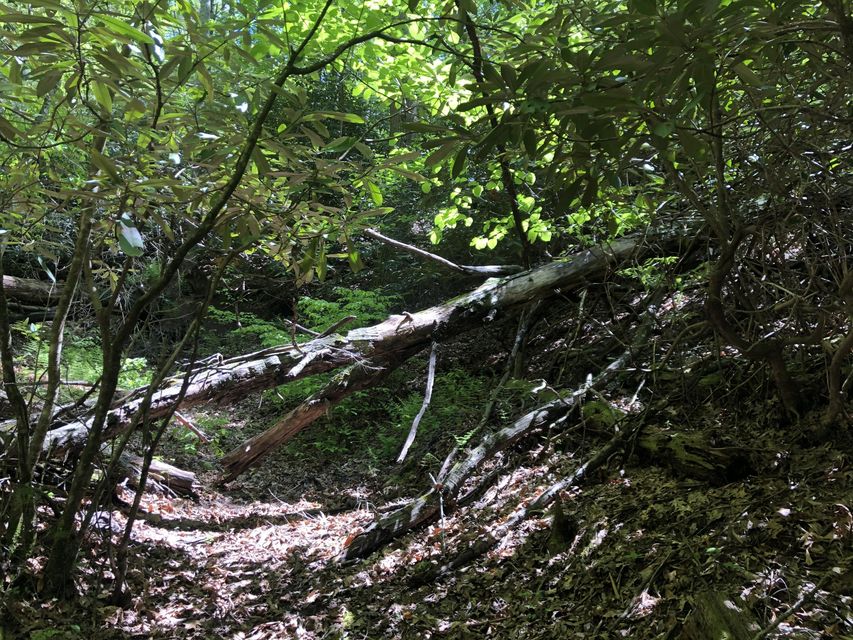 Photo #22: 321 Smith Hollow Road