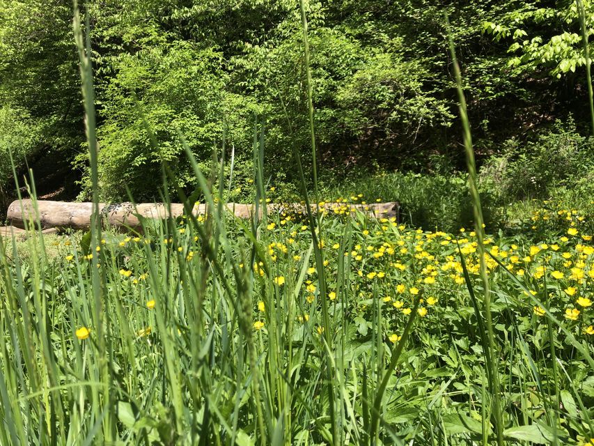 Photo #14: 321 Smith Hollow Road