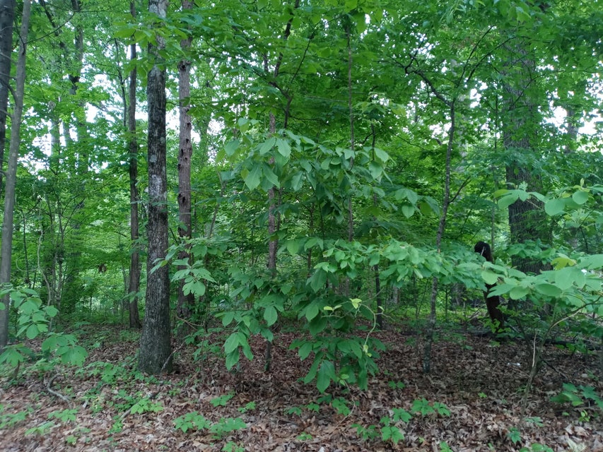 Photo #9: Tbd Dover Avenue