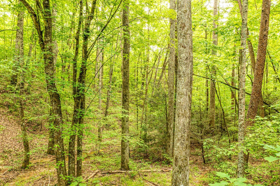 Photo #4: 0 Butterfly Hollow Road