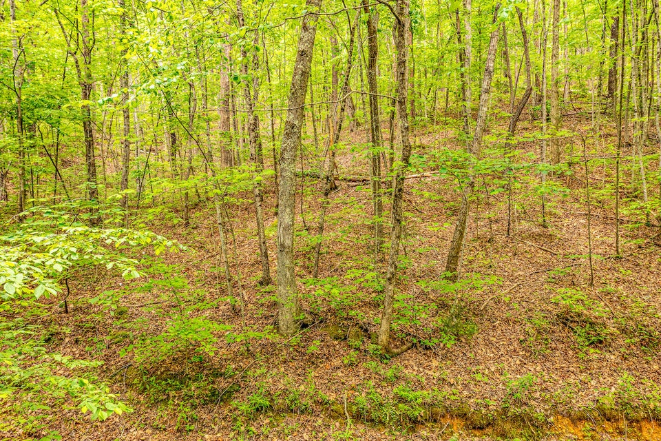 Photo #5: 0 Butterfly Hollow Road