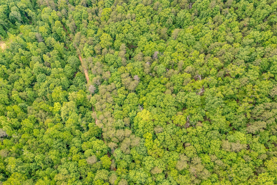 Photo #12: 0 Butterfly Hollow Road