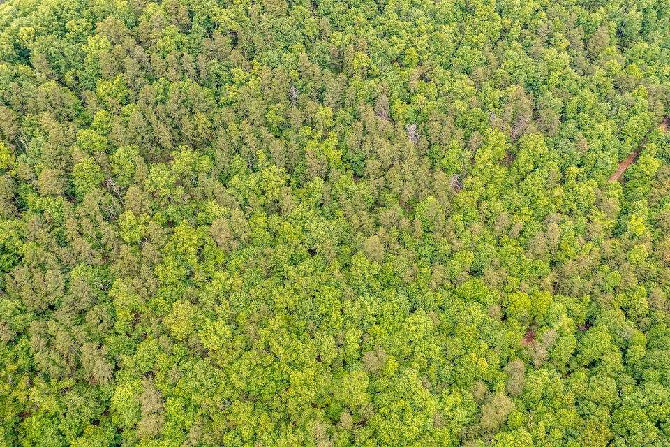 Photo #15: 0 Butterfly Hollow Road