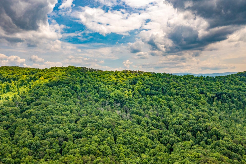 Photo #19: 0 Butterfly Hollow Road