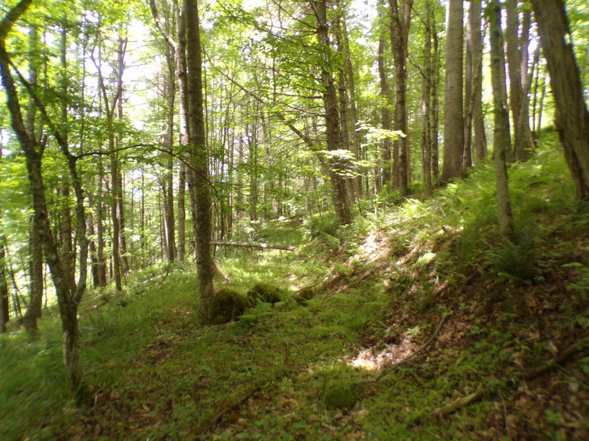 Photo #4: Tbd Laurelwood Lane