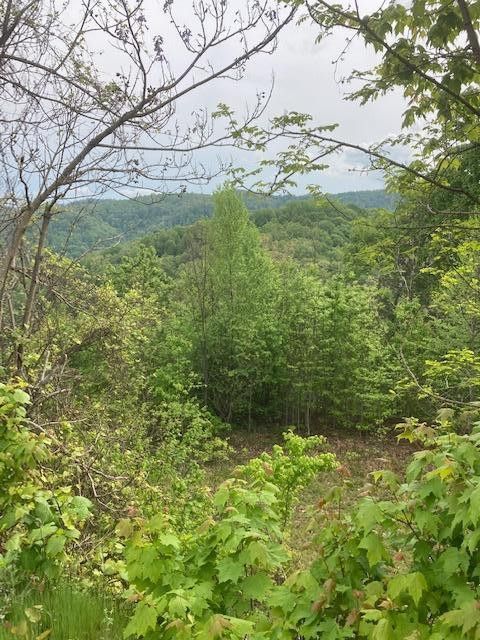 Photo #3: Tbd Tulip Poplar Trail Extension