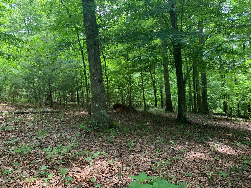Photo #3: N/A Wolfe Creek Road