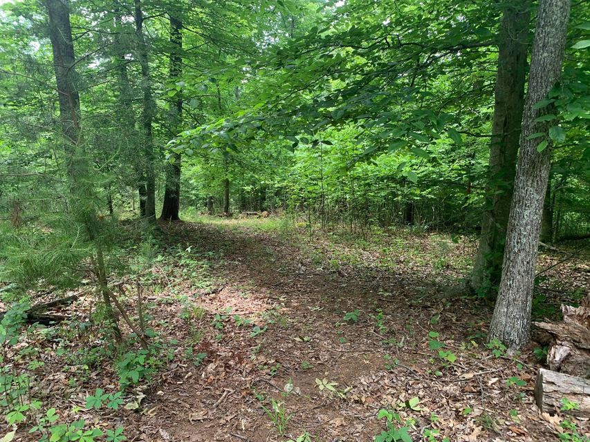 Photo #4: N/A Wolfe Creek Road