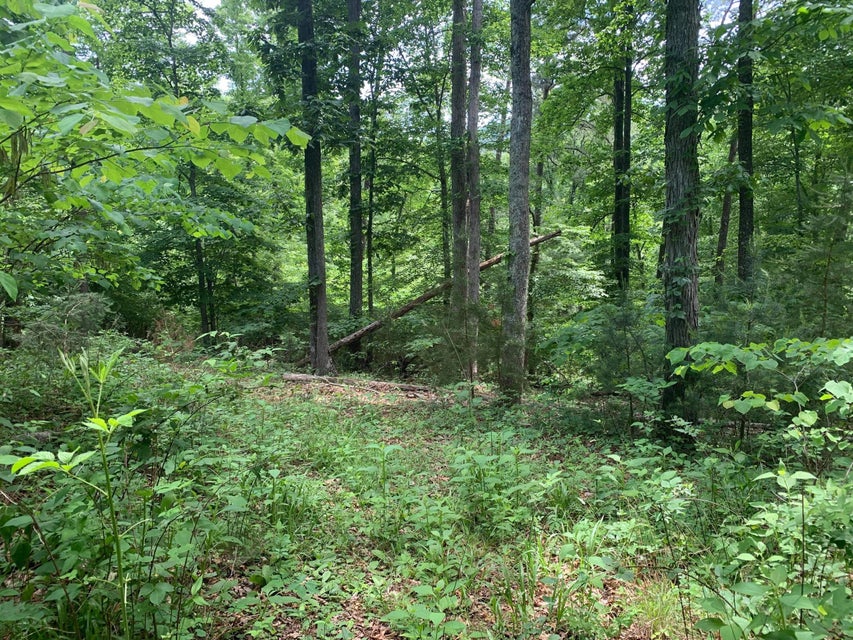 Photo #15: N/A Wolfe Creek Road