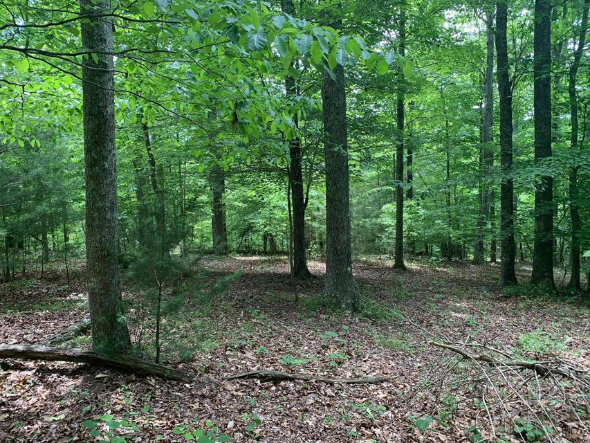 Photo #18: N/A Wolfe Creek Road